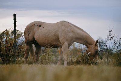 Horse grazing on field against sky