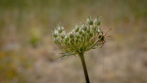 Close-up of flowering plant on field