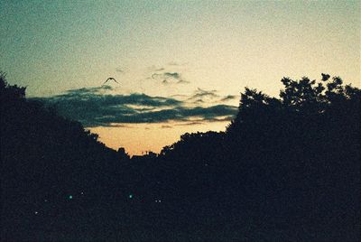 Close-up of tree against sky