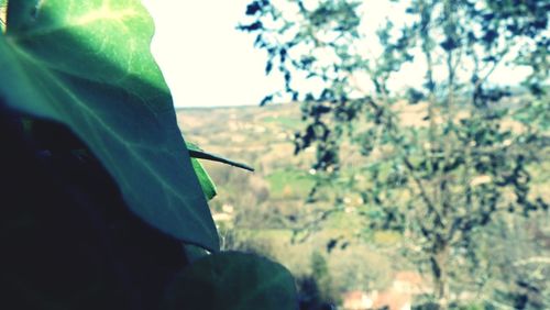 Close-up of plant against trees