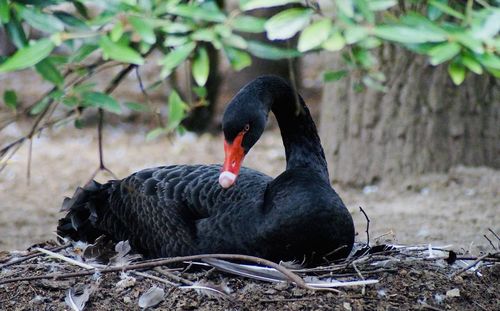 Close-up of black swan in nest