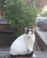 Portrait of cat sitting by plants in yard