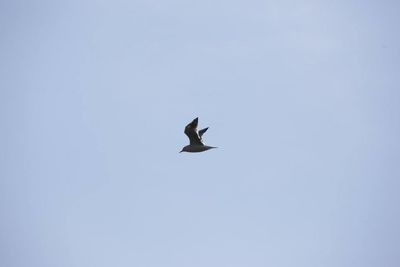 Low angle view of birds flying in sky