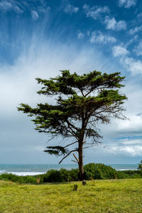Tree on field against sky