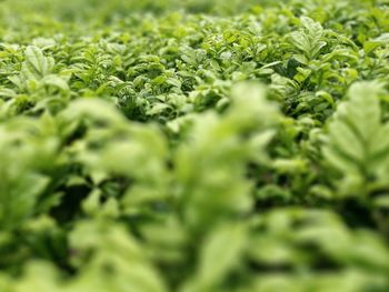 Full frame shot of plants growing on field