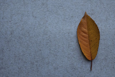 High angle view of feather on floor