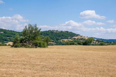 Trees on field against sky