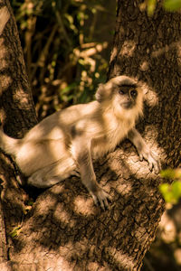 Monkey sitting on tree trunk