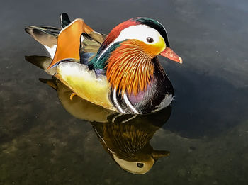 Close-up of duck swimming in lake