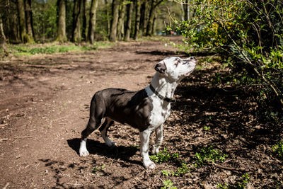 Dog looking away in forest