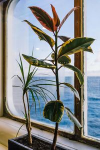 Potted plants on the wall