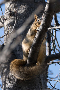 Low angle view of squirrel sitting on tree