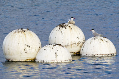 Terns rusty metal in sea