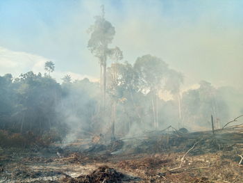 Panoramic view of trees against sky