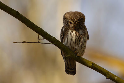 Close-up of bird perching on branch