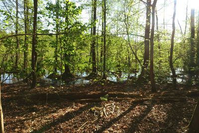 Trees in forest