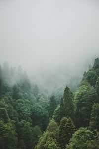 Scenic view of forest against sky