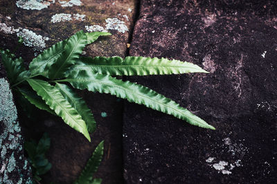 High angle view of plant growing on field