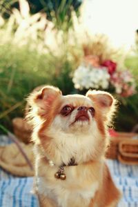 Close-up portrait of dog looking at camera