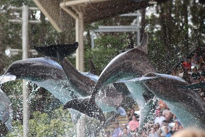 Dolphin splashing