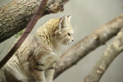 Low angle view of sand cat on tree at zoo