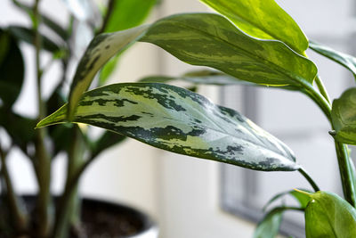 Aglaonema plant in a white pot stands on the windowsill. home plants care concept.