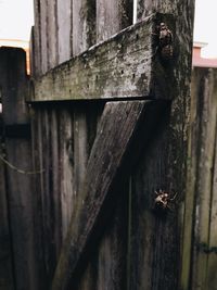 Close-up of lizard on wooden door