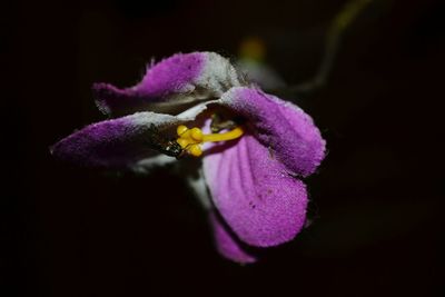 Close-up of insect on purple flower