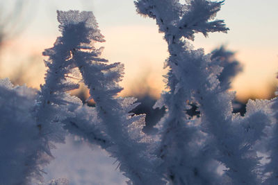 Close-up of christmas tree against sky during winter