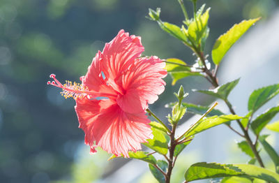 Close-up of red hibiscus flower