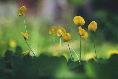 Close-up of yellow flowering plant on field