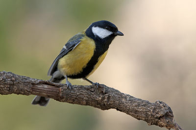 Close-up of bird perching on a tree