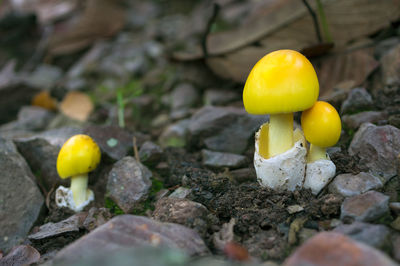 Close-up of yellow mushroom growing on field