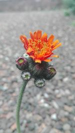 Close-up of flower