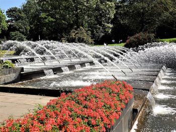 Flowers growing by fountain in park