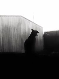 Side view of silhouette dog against wall