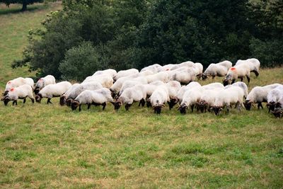 Flock of sheep on field