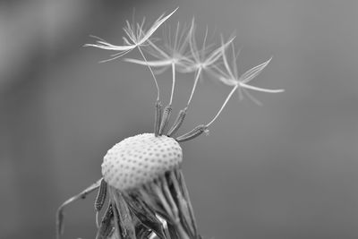 Close-up of leaf