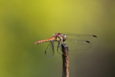 Close-up of damselfly on leaf