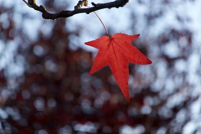 Close-up of red maple leaves on tree during winter