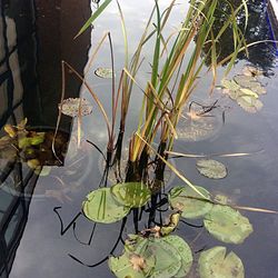 Plants growing on a tree