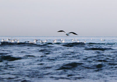 Seagulls flying over sea against clear sky