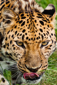 Close-up of tiger in zoo