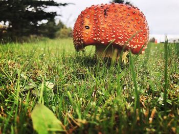 Close-up of mushroom on field