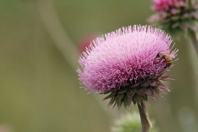 Close-up of purple thistle flower