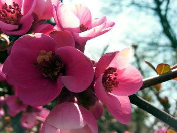 Close-up of pink flowers