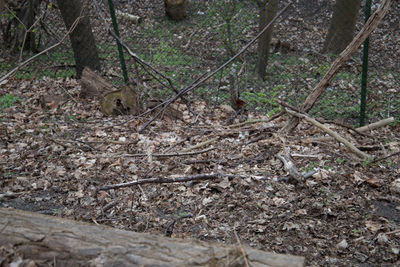 Close-up of tree in forest