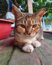 Portrait of cat relaxing on wooden floor
