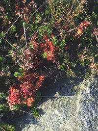 Close-up of plants against trees