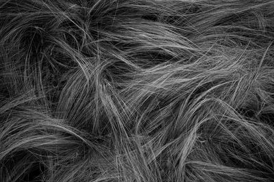 Close-up of black dog